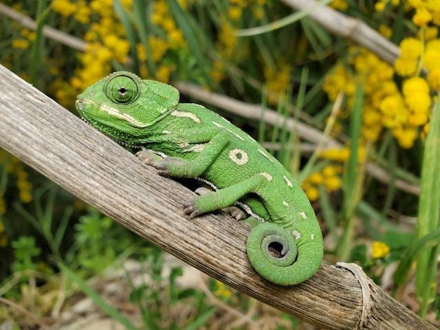 Ilustrasi Cara Menjinakkan Iguana. Foto: dok. Hasmik Ghazaryan Olson (Unsplash)