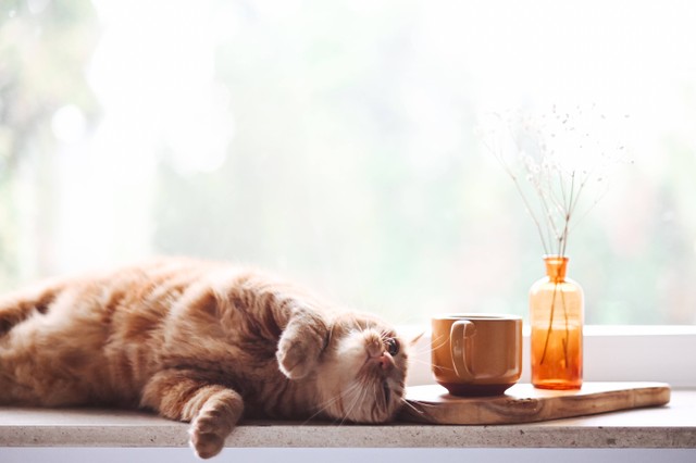 Ilustrasi Apakah Kucing Boleh Makan Es Krim. Sumber: Unsplash