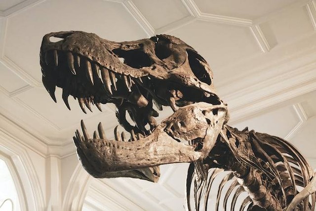 Ilustrasi Museum Zoologi. Sumber: unsplash.com/ Jon Butterworth