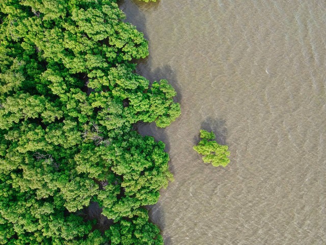 Ilustrasi Hutan Mangrove PIK | Sumber: Unsplash/Waranont Joe