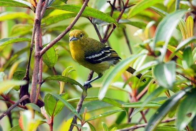 Ilustrasi makanan burung sirtu. Foto: Pixabay