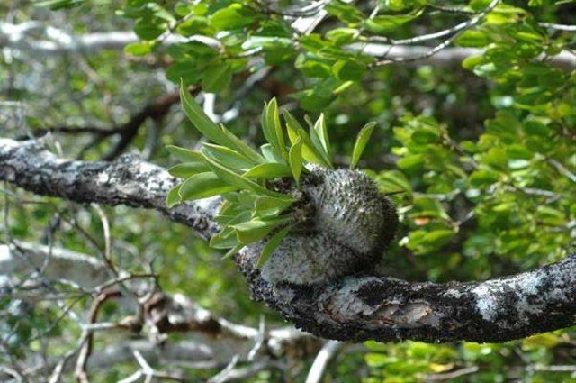 Ilustrasi manfaat sarang semut. Foto: Australian National Botanic Garden. 