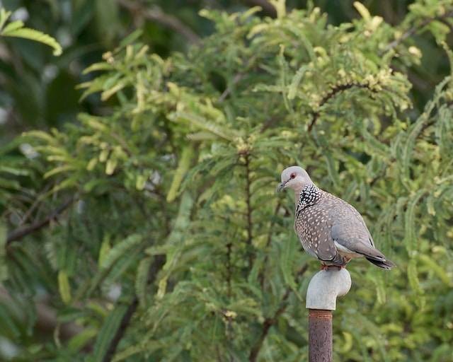 Ilustrasi Makanan Burung Tekukur. Foto: dok. Vijayalakshmi Nidugondi (Unsplash)