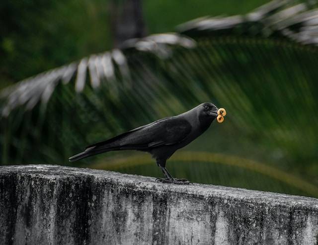 Ilustrasi Makanan Burung Gagak. Foto: dok. aboodi vesakaran (Unsplash)