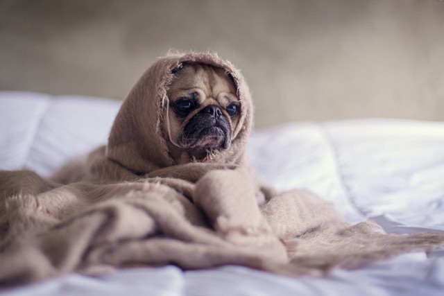 Ilustrasi penyakit kulit pada anjing. Sumber foto: Unsplash