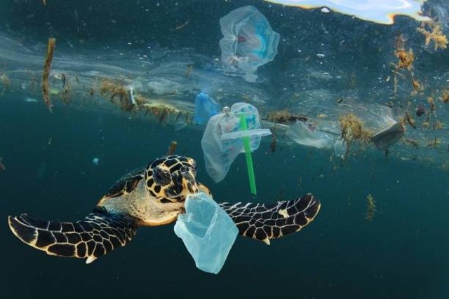 Ilustrasi plastik mengancam ekosistem laut. Foto: istock