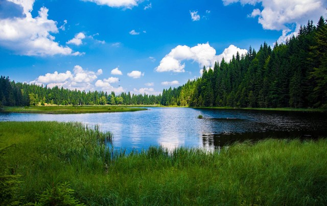 Ilustrasi sinonim tasik. Sumber: pexels-pixabay-247600
