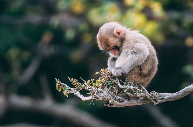 Ilustrasi ciri-ciri monyet rabies. Sumber: Pexels