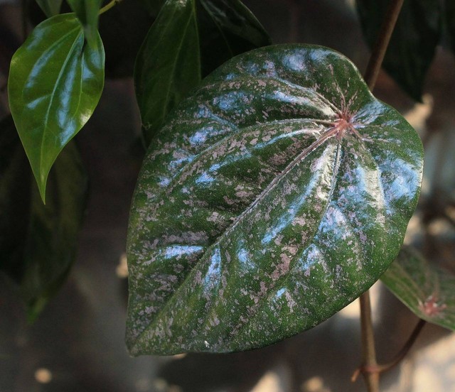 Ilustrasi gambar manfaat daun sirih merah. Sumber foto: Pixabay.com