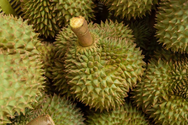 Ilustrasi batang durian masih bergetah. Foto: Shutterstock