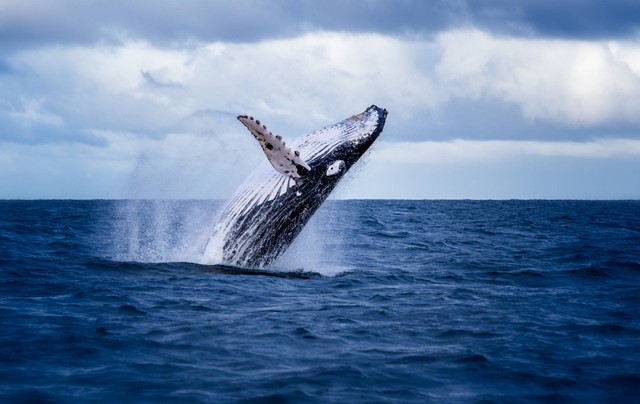 Ilustrasi paus bungkuk. Foto: Nico Faramaz/Shutterstock