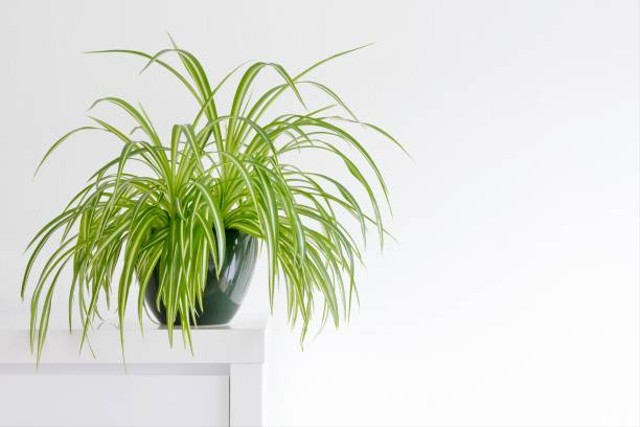 Ilustrasi cara merawat spider plant. Sumber: Elena Golovchenko/pexels.com 