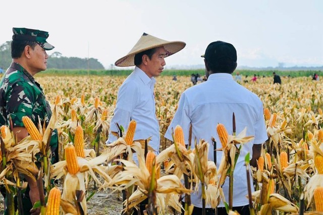 Presiden Joko Widodo meninjau ladang jagung di Food Estate, Keerom, Papua, Kamis (6/7/2023).  Foto: Biro Pers Sekretariat Presiden