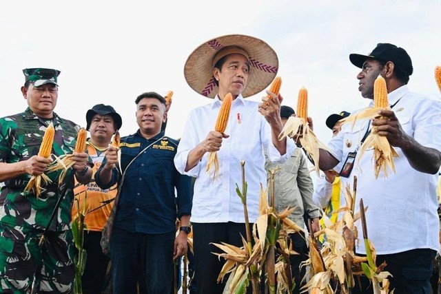Presiden Joko Widodo meninjau ladang jagung di Food Estate, Keerom, Papua, Kamis (6/7/2023). Foto: Biro Pers Sekretariat Presiden