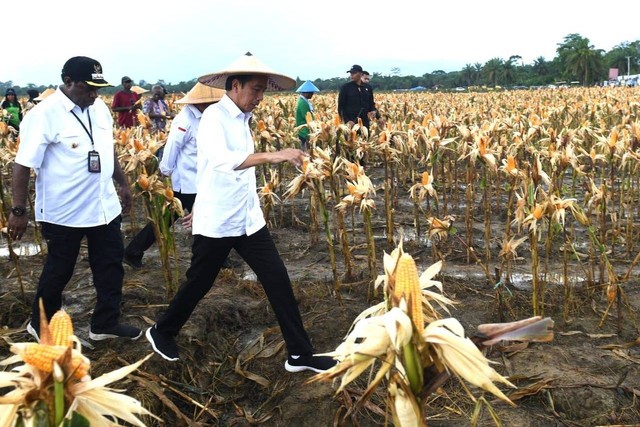 Presiden Joko Widodo meninjau ladang jagung di Food Estate, Keerom, Papua, Kamis (6/7/2023).  Foto: Biro Pers Sekretariat Presiden