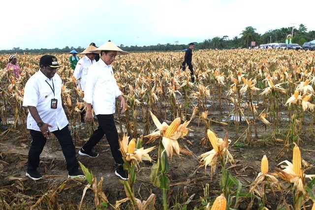 Presiden Joko Widodo meninjau ladang jagung di Food Estate, Keerom, Papua, Kamis (6/7/2023).  Foto: Biro Pers Sekretariat Presiden