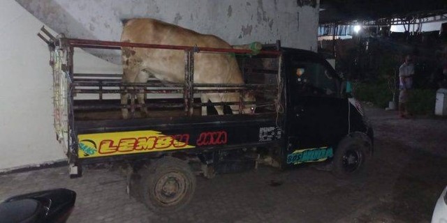 Ilustrasi sapi di atas pick up. Foto: Dok. Polres Jember