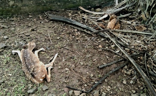 Sejumlah rusa yang mati di kandang penangkaran Pertamina, Plaju. (ist)
