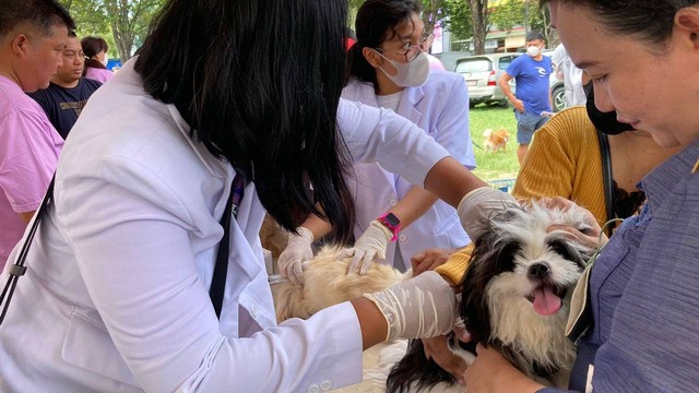 Ilustrasi penyuntikkan vaksin rabies