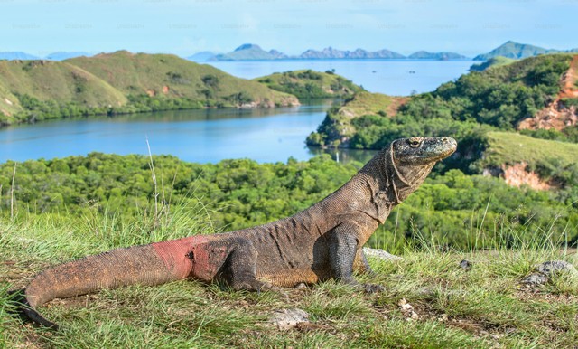 Ilustrasi Cara Menangkap Biawak. Foto: Unsplash/Unsplash+