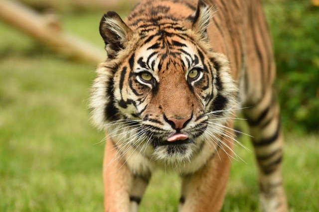 Ilustrasi jenis-jenis harimau. Foto: Pexels