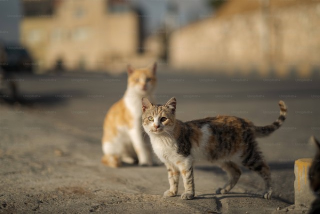 Kenapa Kucing Peliharaan Selalu Mengikuti Kita