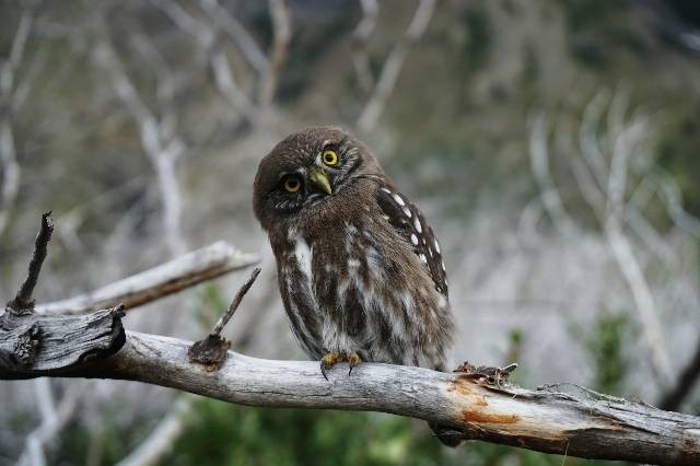 Ilustrasi burung hantu. Sumber foto: Unsplash