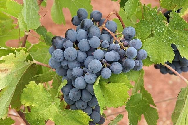Manfaat Anggur Hitam. Sumber: Pixabay/fibracreativa