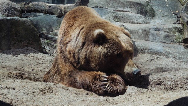 Arti Hibernasi. Foto: Unsplash