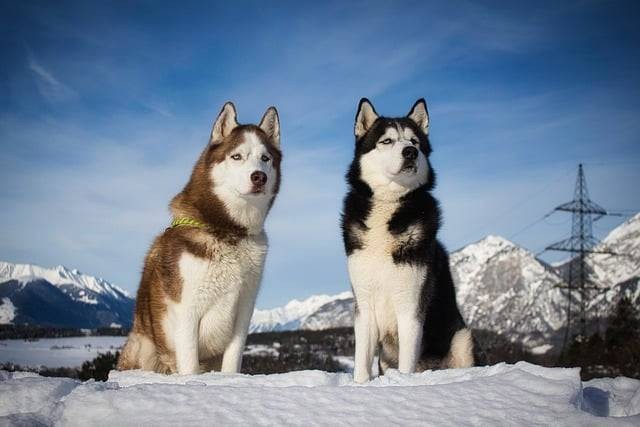 Ilustrasi ciri-ciri siberian husky. Foto: Pixabay