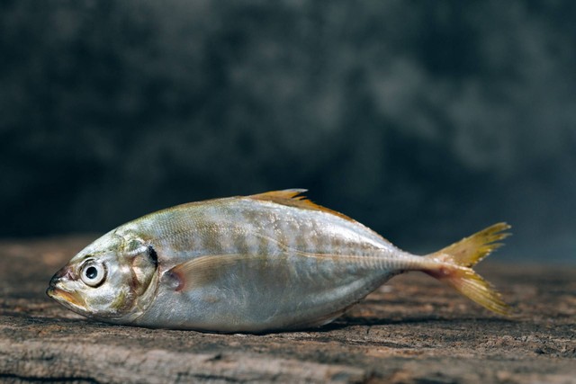 Ilustrasi umpan ikan tembakang. Sumber foto: Unsplash