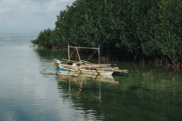 Ilustrasi Fungsi Hutan Mangrove. Sumber: Pexels/Muffin Creatives