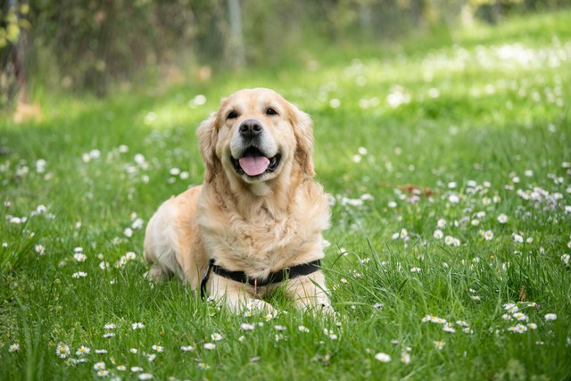 Ilustrasi ciri anjing yang mau melahirkan. Sumber foto: Unsplash