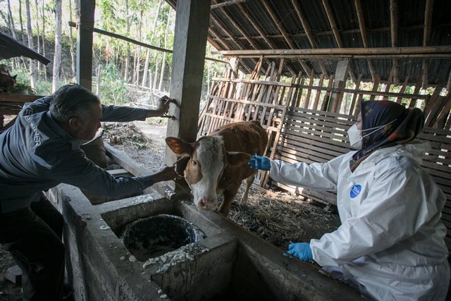 Ilustrasi peternakan sapi Foto: Mohammad Ayudha/ANTARA FOTO