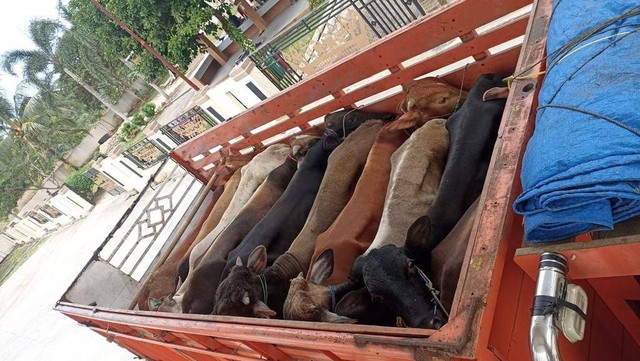 30 ekor sapi yang berhasil diamankan. | Foto: Dok Karantina Pertanian Lampung