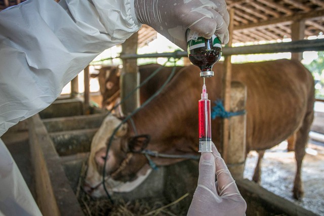 Petugas Dinas Pertanian dan Perikanan Kabupaten Sukoharjo menyiapkan dosis vitamin dan vaksin antraks untuk sapi ternak warga pada kegiatan Vaksinasi Antraks di desa Karanganyar, Weru, Sukoharjo, Jawa Tengah, Selasa (11/7/2023). Foto: ANTARA FOTO/Mohammad Ayudha