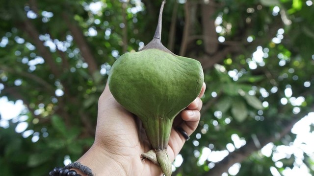 Buah Pohon Keben (Barringtonia asiatica) yang jatuh di lingkungan Keraton Yogyakarta. Foto: Arif UT / Pandangan Jogja