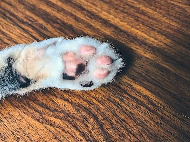 Ilustrasi Paw Kucing. Foto: dok. Unsplash/Michelle Calderon