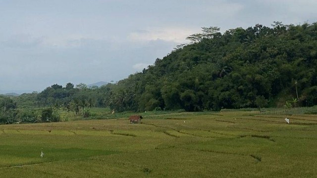 Panorama Sawah dan Ladang yang memanjakan mata di Desa Tamansari (13/6/23). Sumber Dokumentasi Pribadi