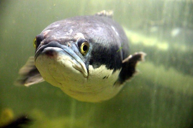 Ilustrasi jenis ikan predator tanpa aerator. Sumber: zoosnow/pexels.com