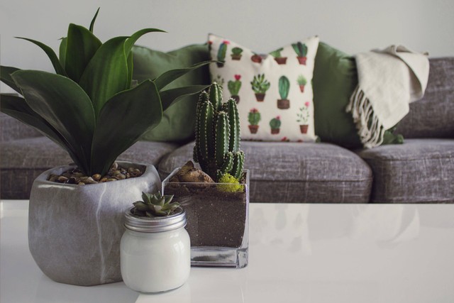 Ilustrasi: Jenis Tanaman Philodendron. Sumber: Designecologist/Pexels.com