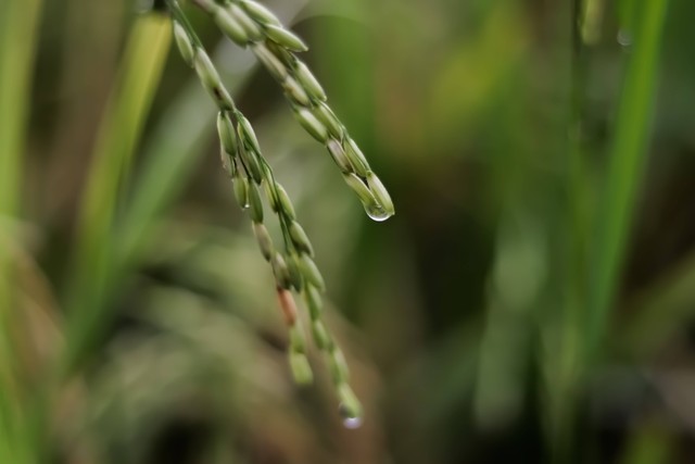 Ilustrasi padi. Foto: Unsplash