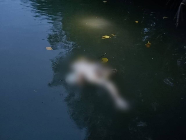 Potongan tubuh yang ditemukan warga di muara sungai di Muna. Foto: Istimewa