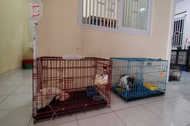 Kucing-kucing di klinik hewan drh Sriwijayani. Foto: kumparan