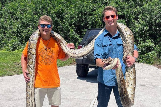 Ular sanca Burma (Burmese python) terbesar ditangkap oleh Jake Waleri (22 tahun) di cagar alam Big Cypress National Preserve negara bagian Florida, AS, pada 10 Juli 2023. Foto: Instagram/@gladesboys