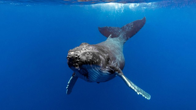 Ilustrasi paus bungkuk. Foto: Craig Lambert Photography/Shutterstock