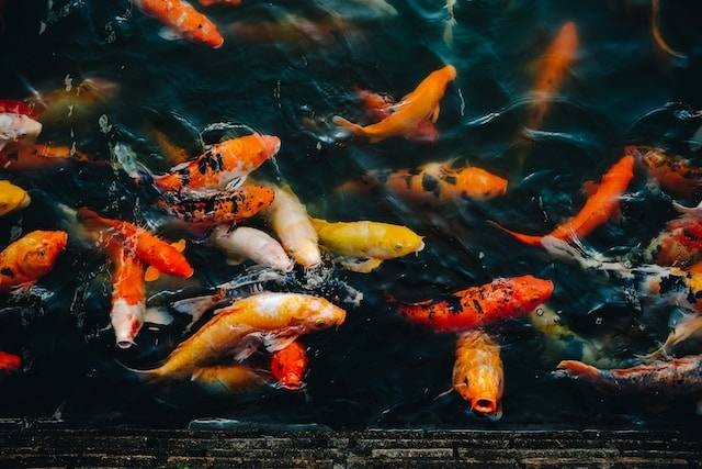 Ilustrasi Tips Merawat Ikan Koi. Foto: dok. Unsplash/Lucas Hoang