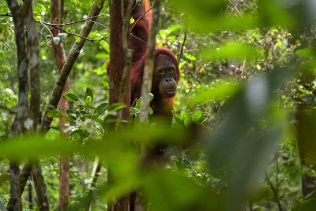 Ilustrasi Taman Nasional di Kalimantan Tengah. Sumber: unsplash.com/Jorge Franganillo