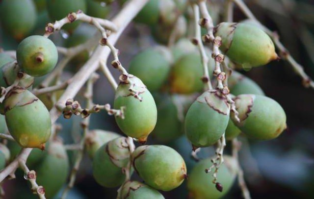 Ilustrasi manfaat buah pinang. Foto: iStock