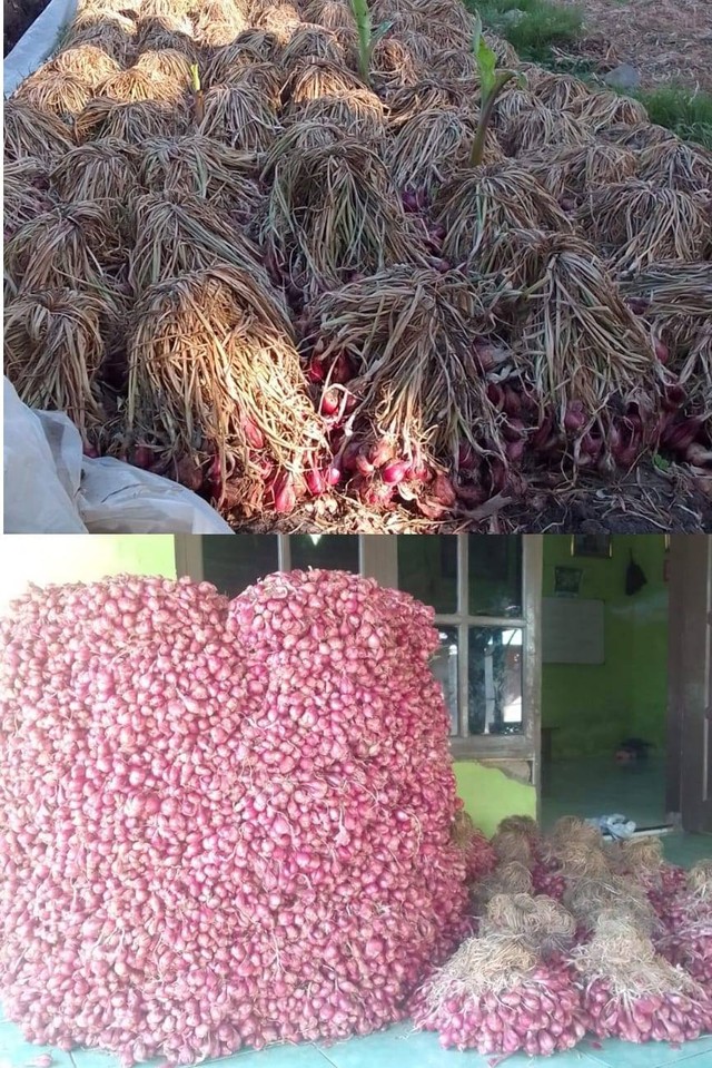 Bawang merah dari Kabupaten Brebes yang sudah mengering, Sabtu (15/7/2023). (foto: Trisna Ayu Apriliani/kumparan.com)